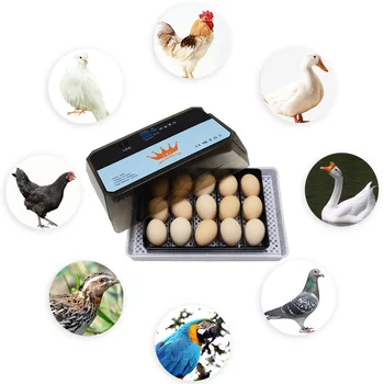Aukštos Kiaušinius Norma Ūkio Perykla Inkubatorius Brooder Mašina, 15 Kiaušinių Peryklų, Automatinė Kiaušinių Inkubatorius Vištienos Brooder