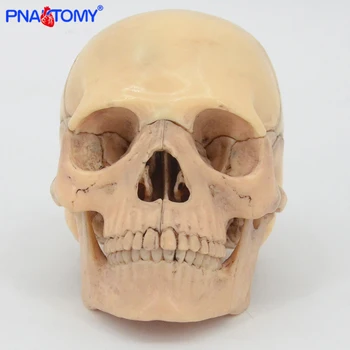 4D išardyta klasikinis kaukolės anatomijos modelis 15vnt/set medicinos mokymo priemonė žmogaus anatomija dantų studijų mokykla naudoja