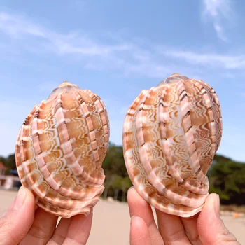 Naujas Jūros Sraigė Gamtos Shell Didelio Myli Žuvų Bakas Akvariumo Apdaila Roll Vėžiagyvių Veisimo Viduržemio Jūros Shell Puodą Baldai