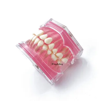 Dantų Standartinis Modelis su Nuimamu Dantis Dantų Studijų Mokyti Dantų Modelio #7008