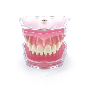 Dantų Standartinis Modelis su Nuimamu Dantis Dantų Studijų Mokyti Dantų Modelio #7008