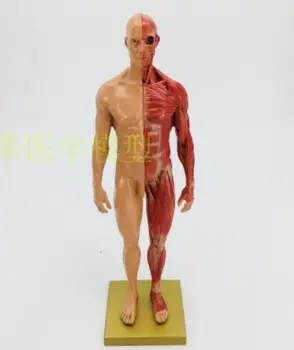 Meno CG tapybos ir skulptūros mokymo 30cm meno dervos ir raumenų anatomija žmogaus kūno modelio struktūra