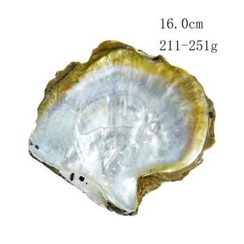 15-16cm Didelės Gamtos Seashell Jūrmylių Namų Dekoro Amatų Papuošalai Plokštelės Pavyzdys Kolekcionuojamų 