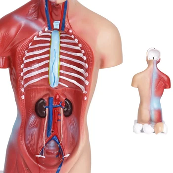Žmogaus Liemens, Kūno Anatomijos Modelis Širdies, Smegenų, Skeleto Mokyklos Švietimo 11Inch