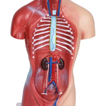 Žmogaus Liemens, Kūno Anatomijos Modelis Širdies, Smegenų, Skeleto Mokyklos Švietimo 11Inch