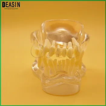 Mokymo Veterinarijos Gyvūnų modelio egzemplioriai Šuo Dentition Modelis šunų dantų kaukolės, žandikaulio kaulų skaidrus tirpalas obliavimas