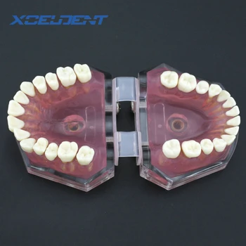 1pcs Dantų Minkšta Guma Standartas Typodont Studijų Modelį su 28pcs Išimami Dantų Modelio Dantų Prekes
