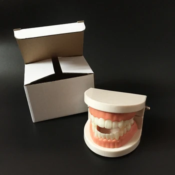 Pro White Suaugusiųjų Standartinių Dantų Mokymo Studijų Typodont Demonstravimo Priemonė, Dantų Modelis