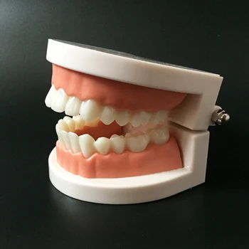 Pro White Suaugusiųjų Standartinių Dantų Mokymo Studijų Typodont Demonstravimo Priemonė, Dantų Modelis