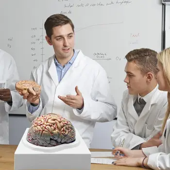 1: 1 Gyvenimas Dydžio Žmogaus Anatominį Smegenų Pro Skrodimo Medicinos Organų Mokymo Modelį