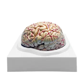 1: 1 Gyvenimas Dydžio Žmogaus Anatominį Smegenų Pro Skrodimo Medicinos Organų Mokymo Modelį