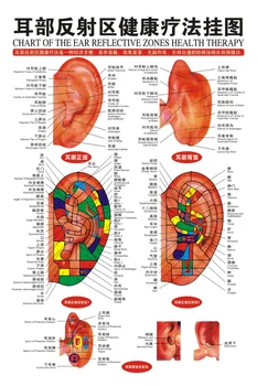 40*60cm standartinis Ausies-Acupoints diagramos ausų akupunktūra masažas sienos diagramos Kinų ir anglų kalbomis akupunktūra diagramos nemokamas pristatymas