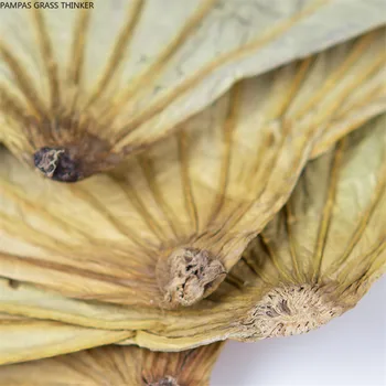 20pcs Aukštos kokybės grynos natūralios džiovinto džiovinti lotus lapų 18-30cm Žalias spalva