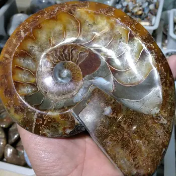 600-800g Madagaskaro gamtos peleninę myli ammonite iškastinio egzempliorių 1pc
