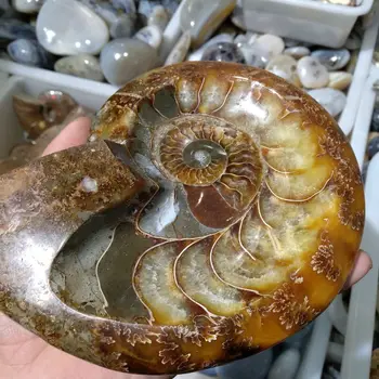 600-800g Madagaskaro gamtos peleninę myli ammonite iškastinio egzempliorių 1pc