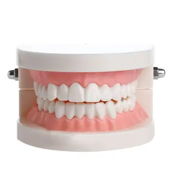 Naujas Suaugusiųjų Standartinių Dantų Mokymo Studijų Typodont Demonstravimo Dantų Modelis
