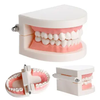 Naujas Suaugusiųjų Standartinių Dantų Mokymo Studijų Typodont Demonstravimo Dantų Modelis