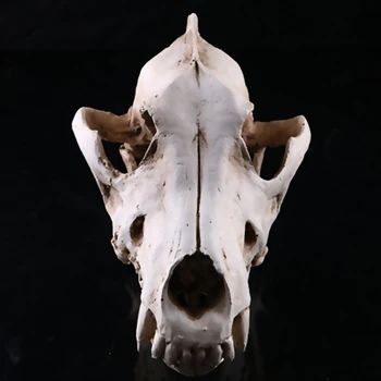 Vilkas Šakalas Galvos Kaukolės Gyvūnų Modelio Replika Medicinos Mokymo Skeletas Namų Dekoro Kolekcija Dovanos