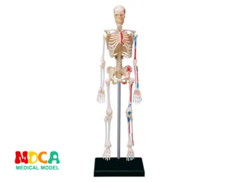 4d meistras įspūdį Surinkimo žaislas žmogaus kūno organų anatomijos modelis medicinos mokymo modelį