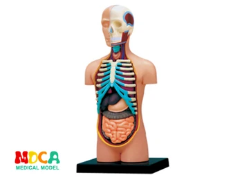 4d meistras įspūdį Surinkimo žaislas žmogaus kūno organų anatomijos modelis medicinos mokymo modelį