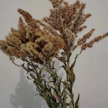 3pcs Pure natūralūs džiovinti augalai, kalėdų eglutės formos augalai krūva dekoro džiovintų gėlių realus fizinis christams gėlių