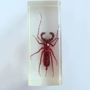 Tiesa Plakti Skorpionas Išvaizda Įterptųjų Egzempliorių Skaidrios Dervos Šimtakojis Skorpionas Modelis Biologijos Nariuotakojų Mokymo Priemonių
