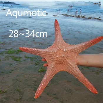 Aqumotic Negabaritinių Žvaigždė Per Viešpats Seastar Imperatorius Didelis Didelis Fizinis Apvalkalas, Raudona Seashell Beach Amatų Namuose Akvariumą Apdaila