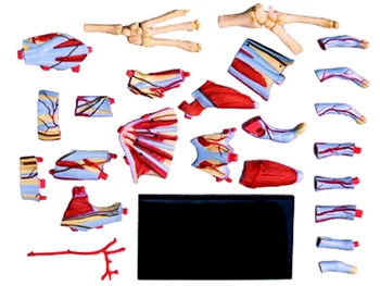 4d Vertus, Žmogaus Anatomijos Modelis Skeleto Medicinos Pagalbos Mokymo įspūdį Surinkimo Žaislas Laboratorijos Mokslo klasėje Įranga