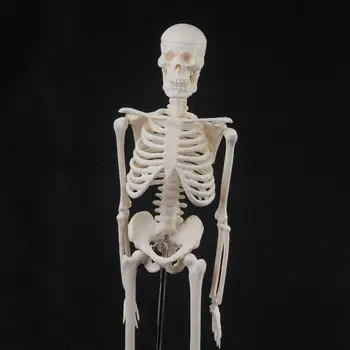 45CM Žmogaus Anatomijos Anatomija Skeleto Modelis Medicinos Plakatas Mokytis Medicinos Pagalba