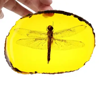 Gintaro dragonfly vabzdžių ranka poliruoti papuošalai 