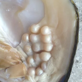 Perlas Austrių Nuostabios Gamtos multi spalvos Gėlavandenių Perlų Austrių vakuume supakuota,Didelis Perlai Austrių Monstras FP264