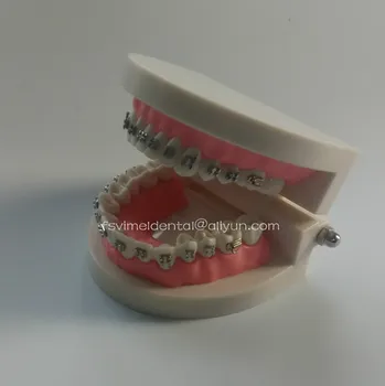 NAUJAS Atvykimo Dantų Ortodontija Typodont Dantų Modelio su Metaliniu laikikliu Typodont