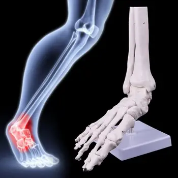 Gyvenimo dydžio Pėdos, Čiurnos Sąnario Anatomijos Skeleto Modelis Medicinos Ekranas Studijų Įrankis